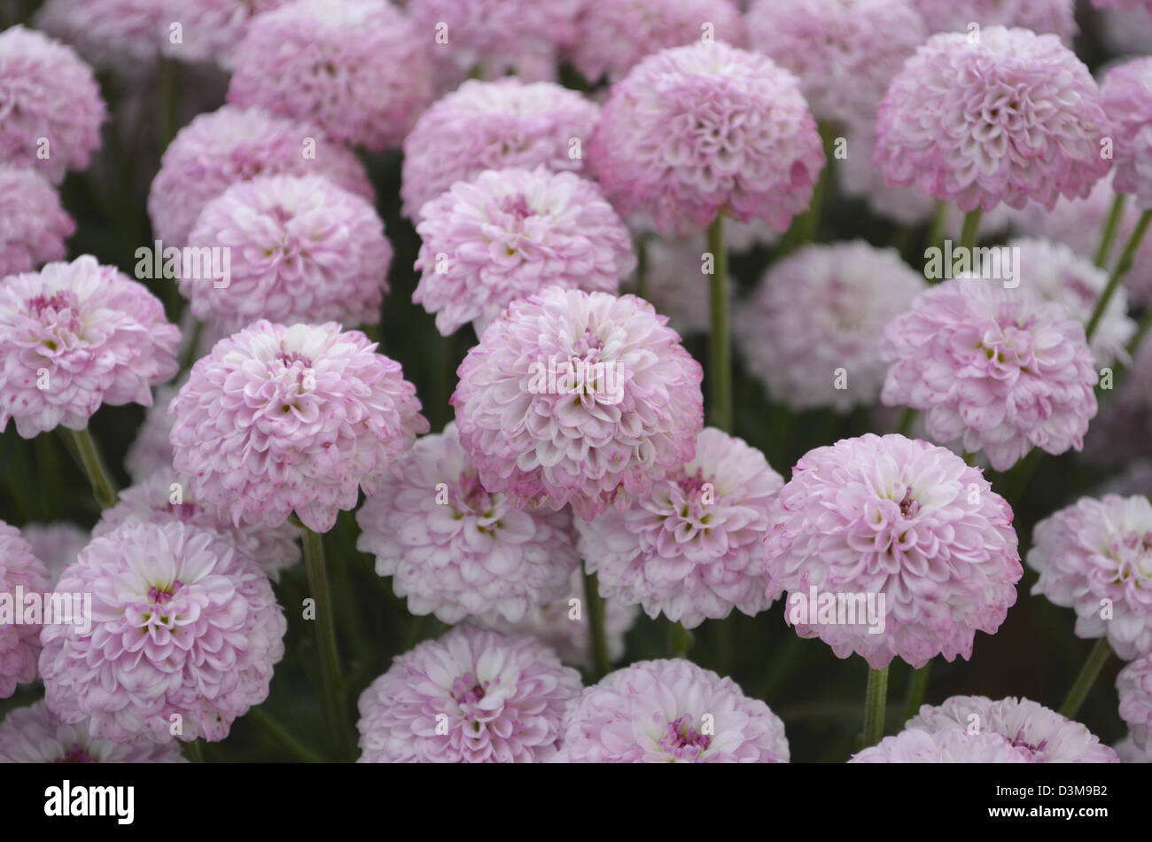 Closeup selektiven Fokus rosa Blüten Stockfoto