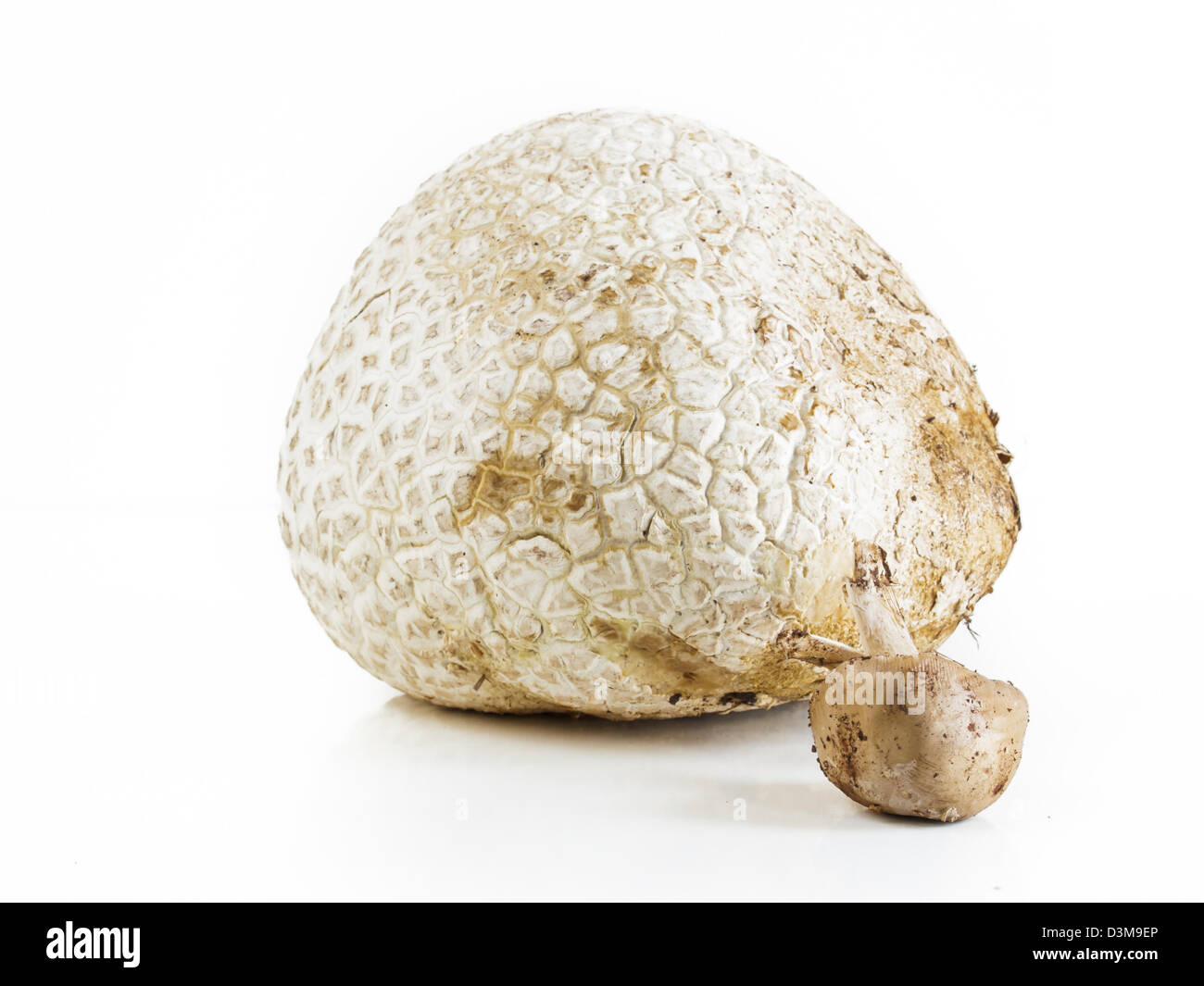 Die westliche Riese puffball wächst auf gedüngten Boden wie in Wiesen, Felder und Wälder, Straßenränder, sagebrush Wohnungen, Weiden und anderen sonnigen Plätzen. Stockfoto