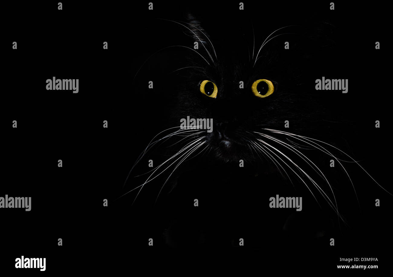 ein Porträt einer schwarzen Katze in einem dunklen Raum Stockfoto