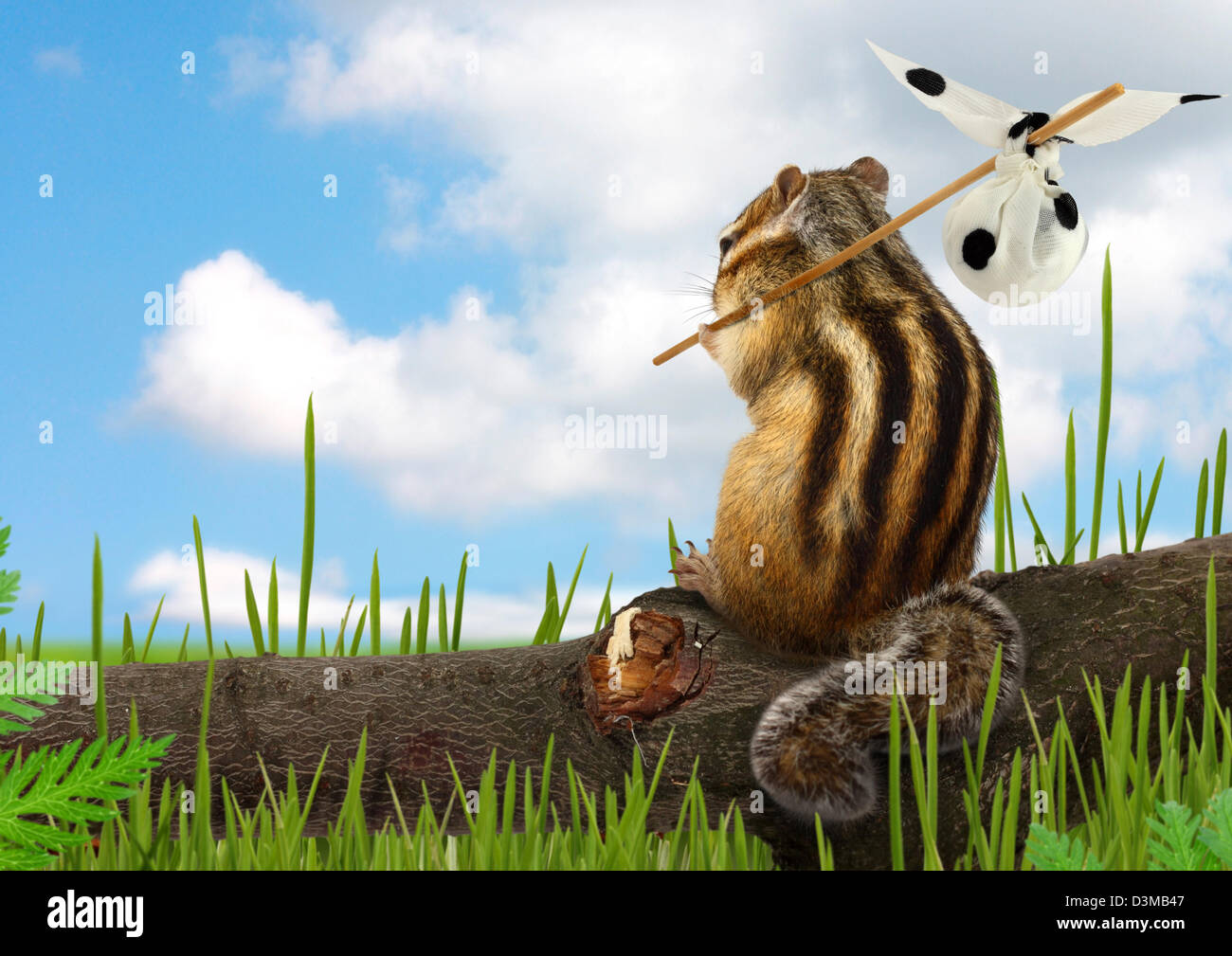Lustige Streifenhörnchen mit Gepäck, Reisekonzept Stockfoto