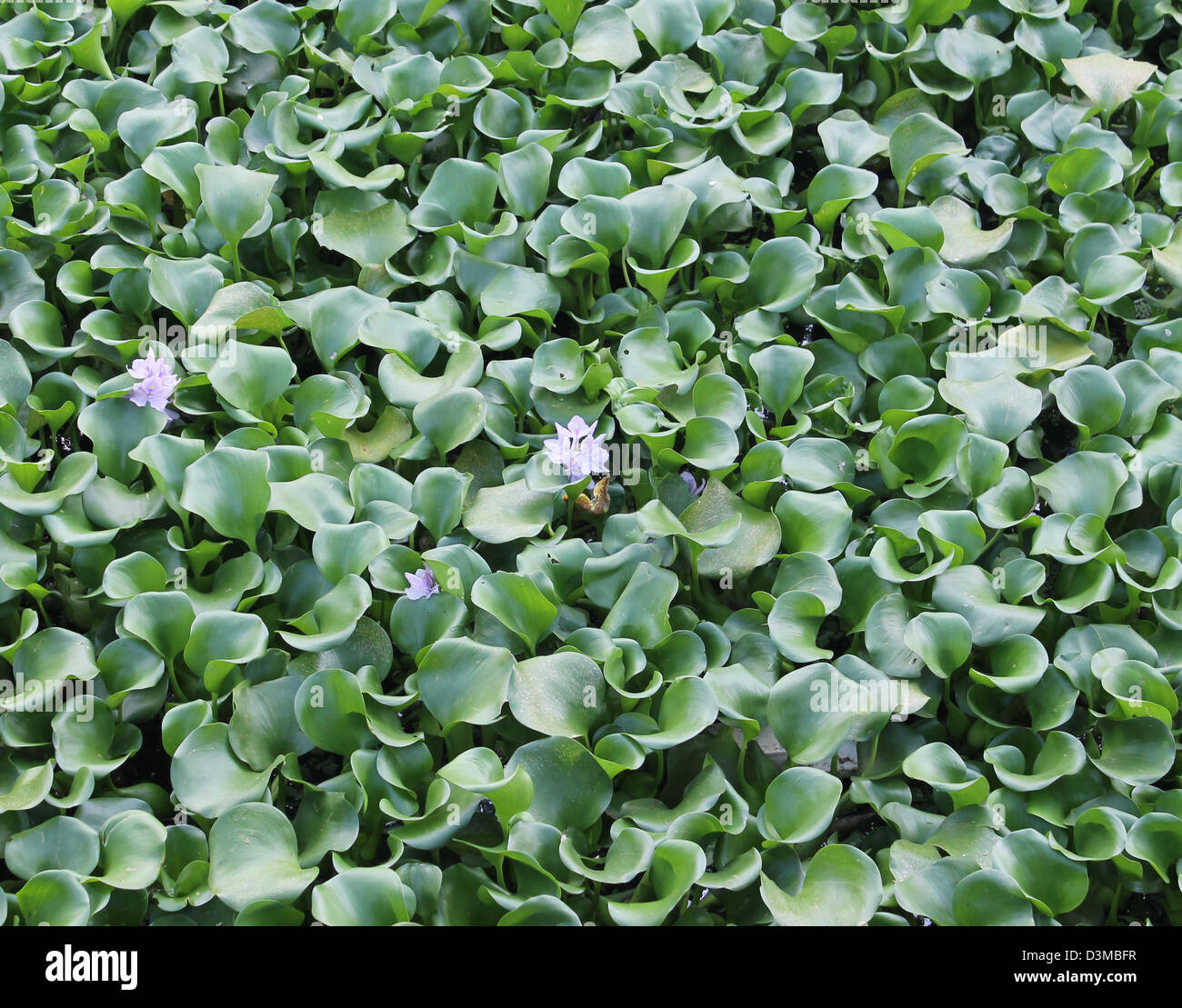 Blumen Wasser Unkraut Salvinia Molesta (African payal) verbreitet über die Seen und Kanal in Indien. Stockfoto