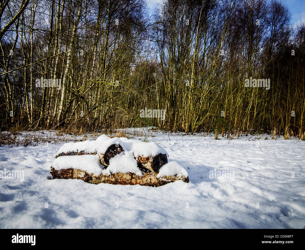 Schneebedeckte Protokolle liegen vor einem Wald von Silber Birken Stockfoto