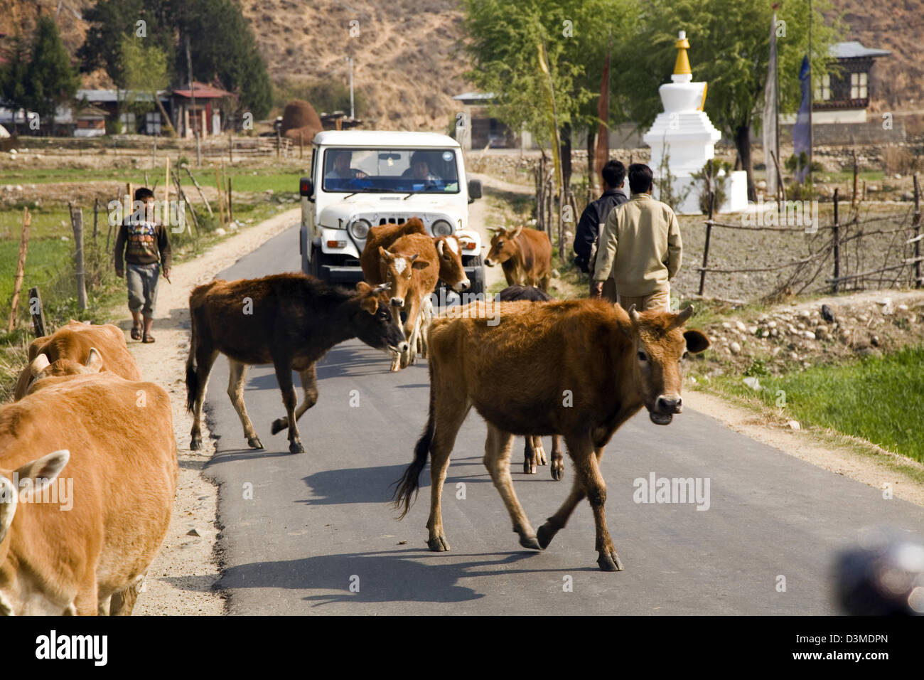 Rinder sind ein alltäglicher Anblick auf den Straßen von Bhutan, Asien Stockfoto