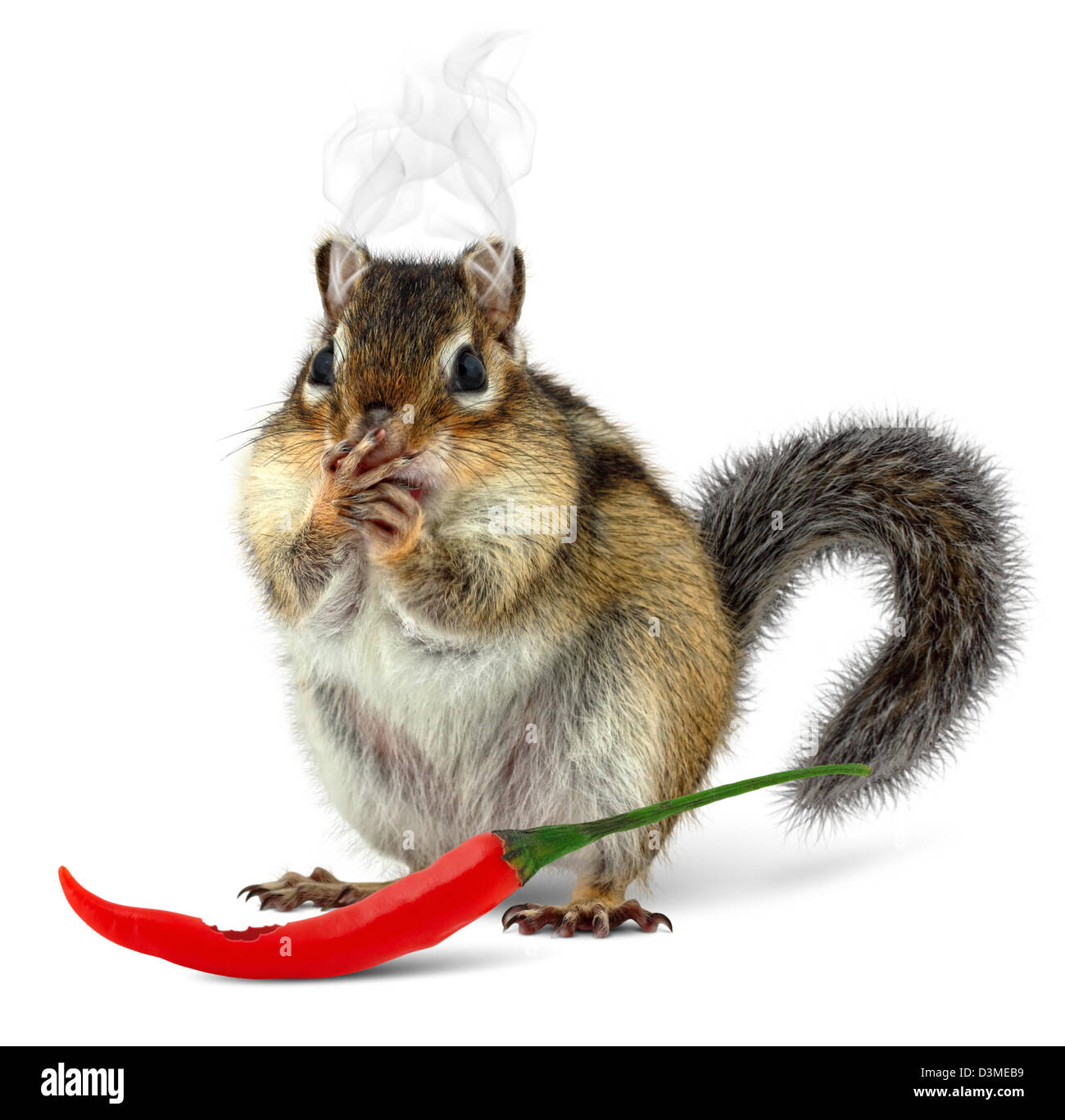 Lustige Streifenhörnchen Essen Peperoni, auf weißem Hintergrund Stockfoto