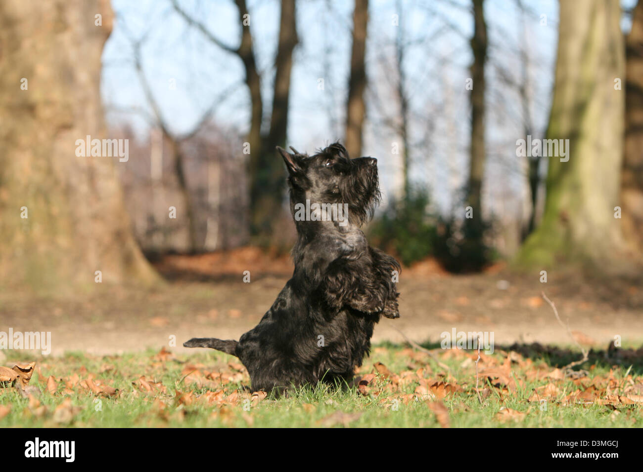 Scottish Terrier Hund / Scottie / Erwachsenen stehen in einem Wald Stockfoto