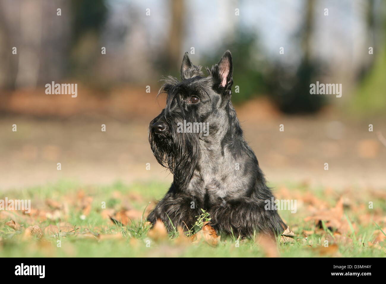 Scottish Terrier Hund / Scottie / Erwachsene sitzen auf einer Wiese Stockfoto