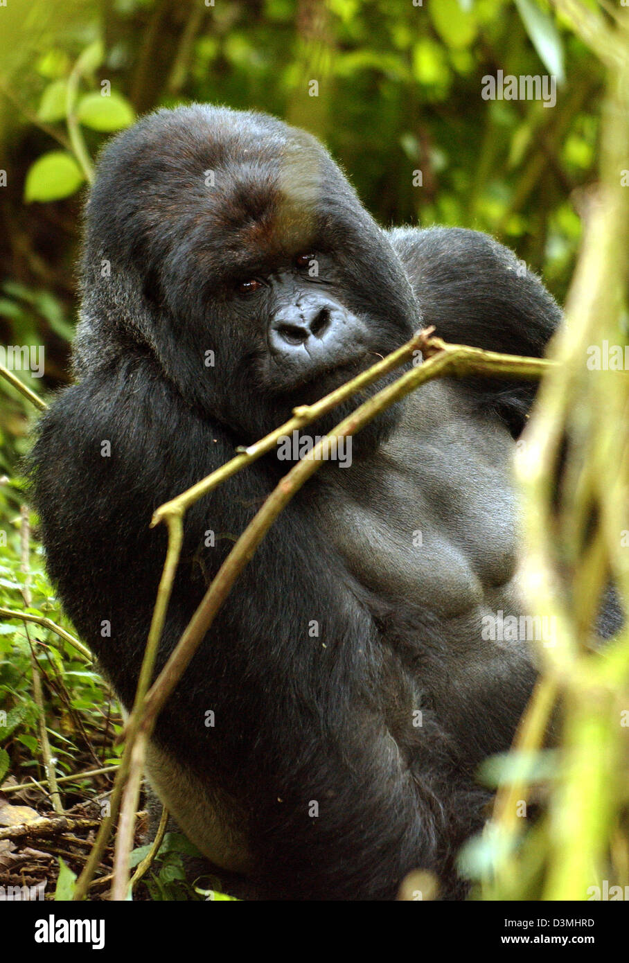 Shinda, der Anführer einer Gruppe von Gorillas, sitzt in der Nähe ein Vulkankrater auf einer Höhe von 2.800 m in den Regenwald im Kongolese-Rwandian Grenzgebiet Ruandas, 18. Januar 2006. Shinda, auch bekannt als Silberrücken für seine Fellfarbe ist eine 700 Exemplare der Gorillas, die nur hier zu finden. 12 Jahre nach dem Genozid 1994 fielen während der mehr als 800.000 Menschen Opfer in einen 100- Stockfoto