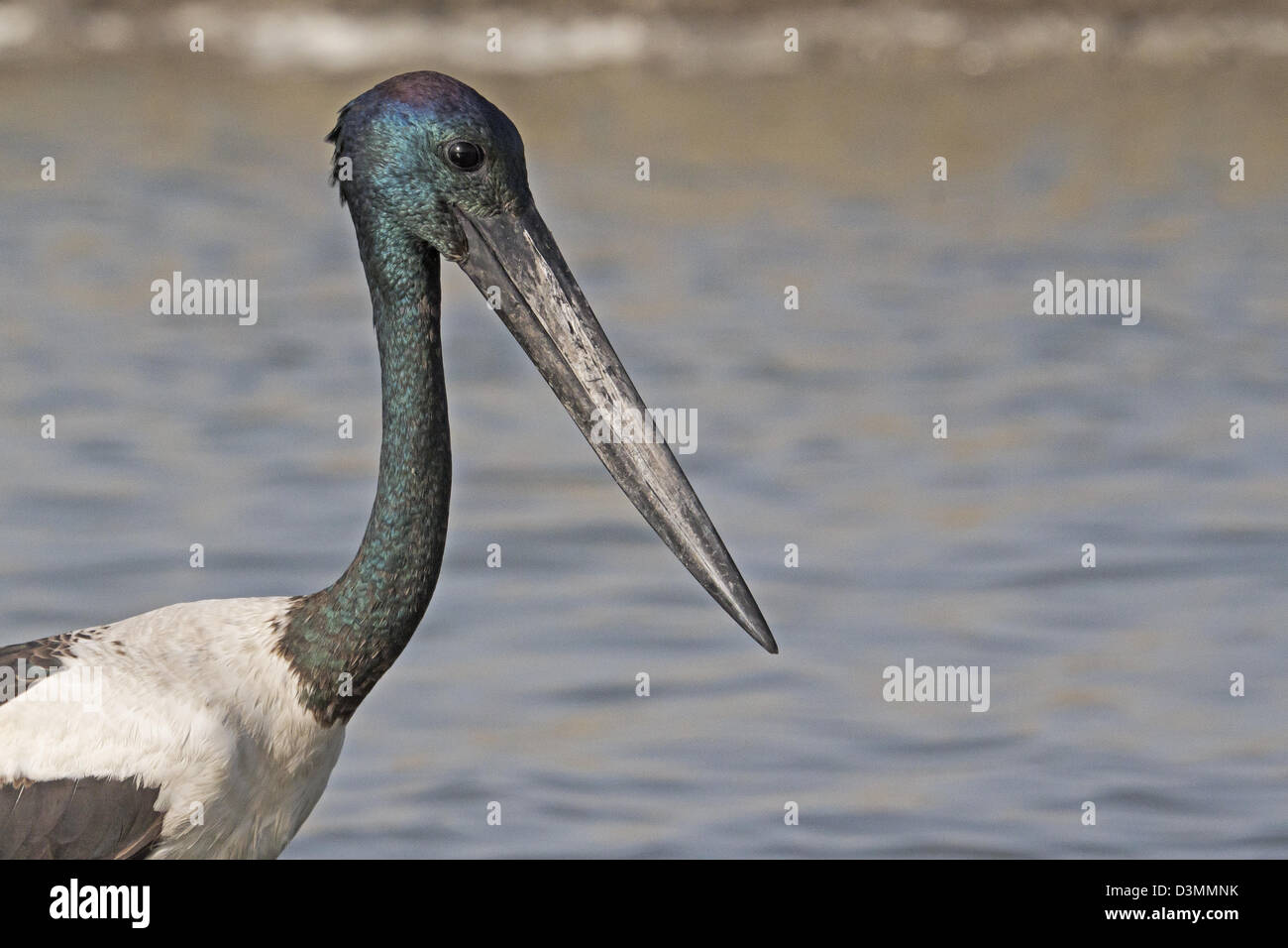 Schwarz-necked Storch (Nahrung Asiaticus) Stockfoto