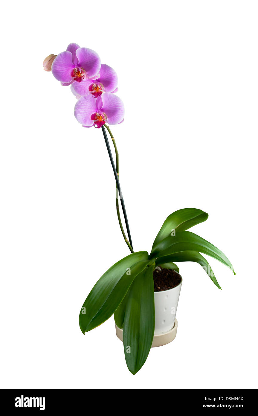 Phalaenopsis - tropische Orchidee vor weißem Hintergrund mit Beschneidungspfad enthalten Stockfoto