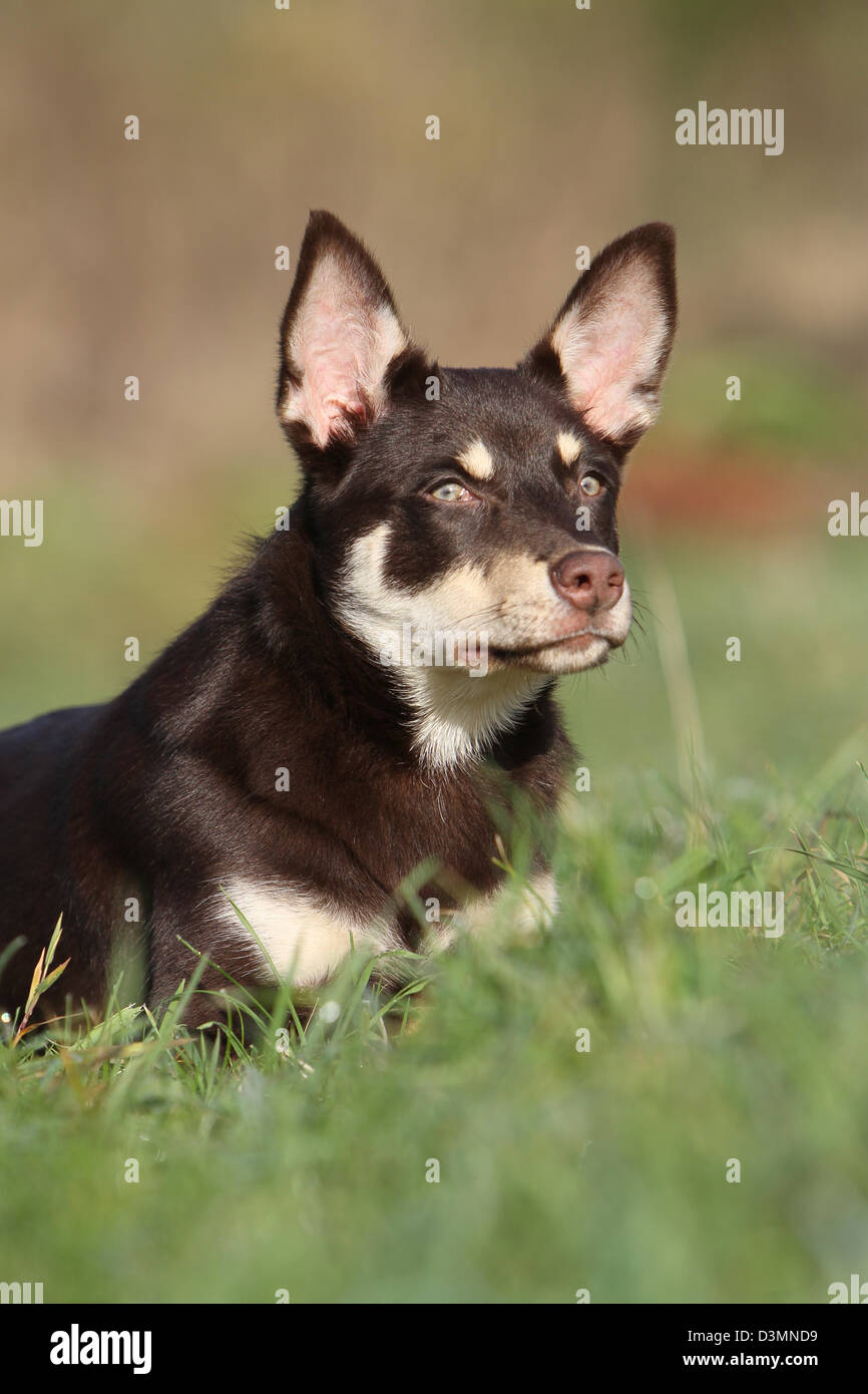 Hund Kelpie arbeiten junge Porträt Stockfoto