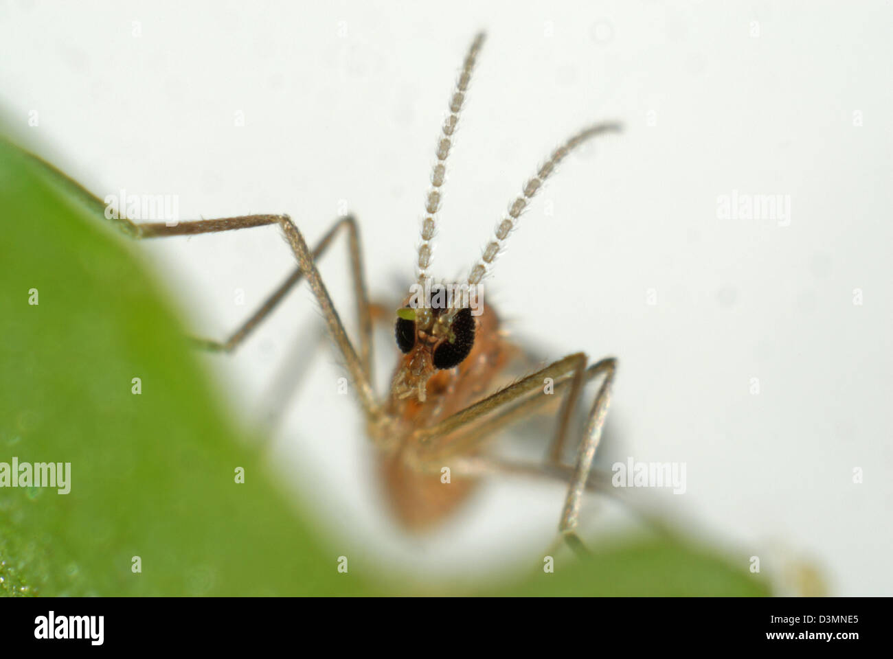Kopf und Fühler von einem weiblichen räuberische Mücke, Aphidoletes aphidimyza Stockfoto