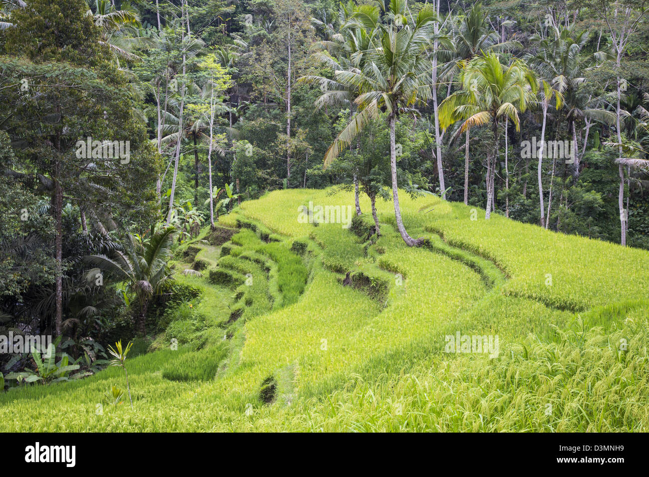 Reisfelder in Ubud, Bali, Indonesien Stockfoto