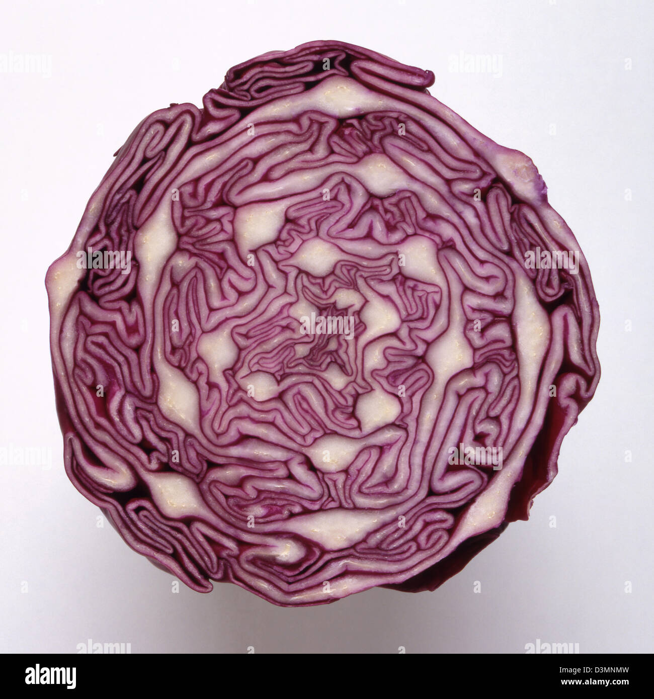 Rotkohl (Querschnitt) Stockfoto