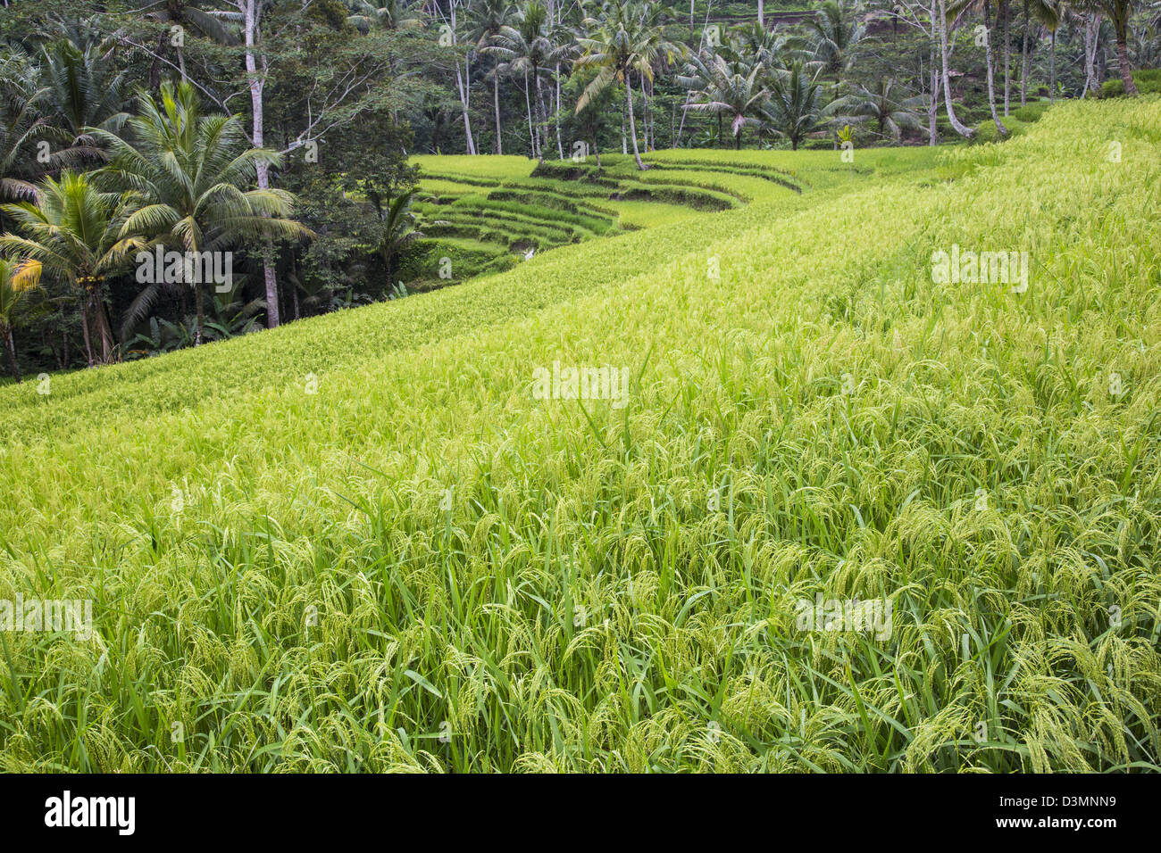 Reisfelder in Ubud, Bali, Indonesien Stockfoto
