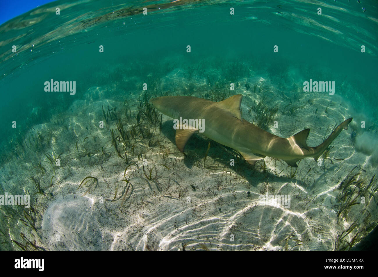 Zitrone Hai (Negaprion Brevirostris) die Untiefen des Andros Island Bahamas Kreuzfahrt Stockfoto