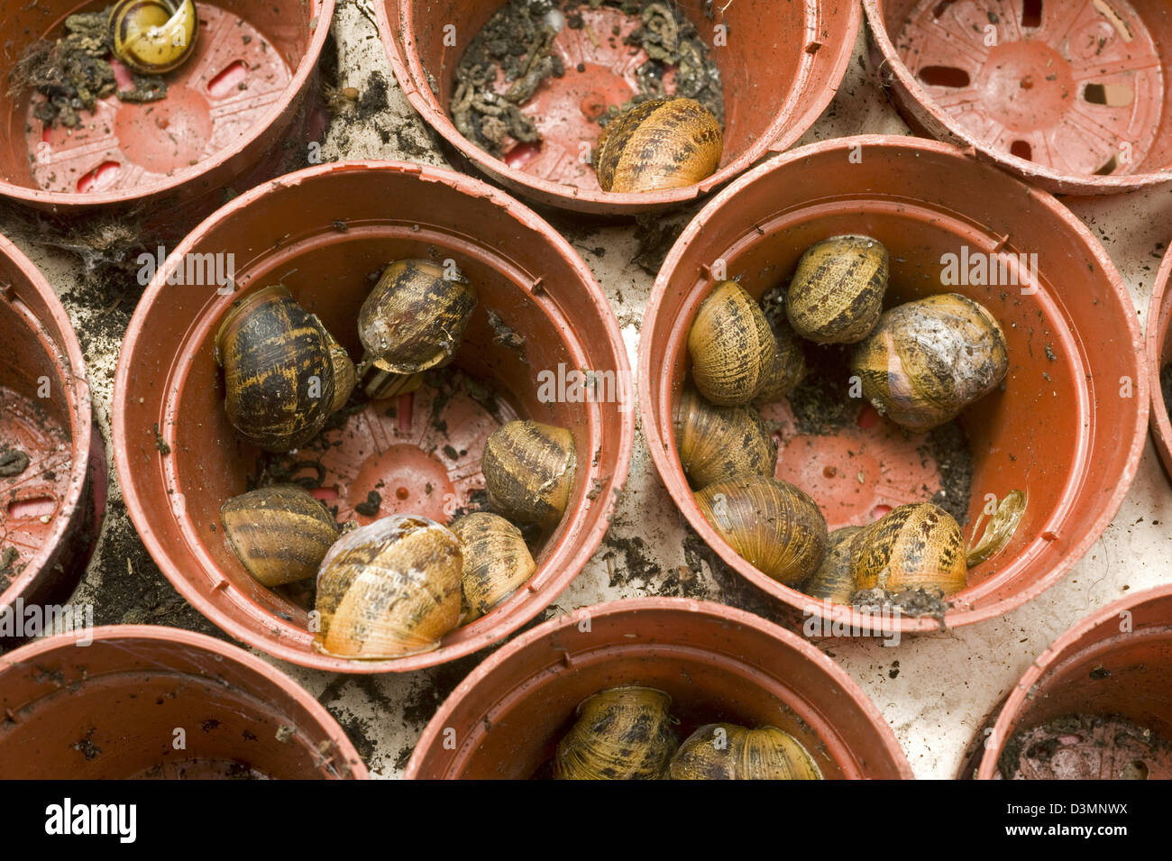 Eine große Anzahl von Garten Schnecken Helix Aspersa, Überwinterung im Tierheim Kunststoff Blumentöpfe Stockfoto