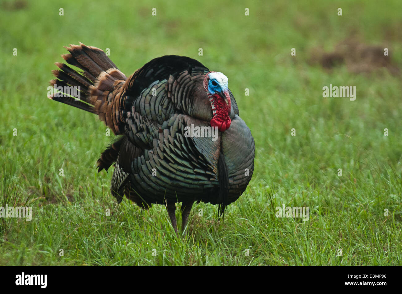 Wilder Truthahn Gobbler (Meleagris Gallopavo) in der Nähe von Spofford Texas stolzieren Stockfoto