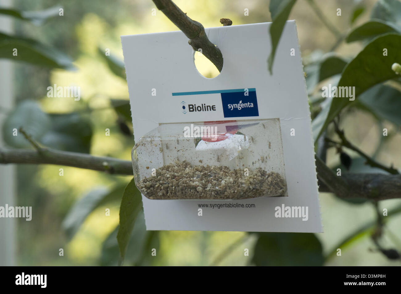 Blisterpackung räuberische Mücken, Aphidoletes Aphidimyza, für die biologische Bekämpfung von Blattläusen in geschützten Pflanzen verwendet Stockfoto