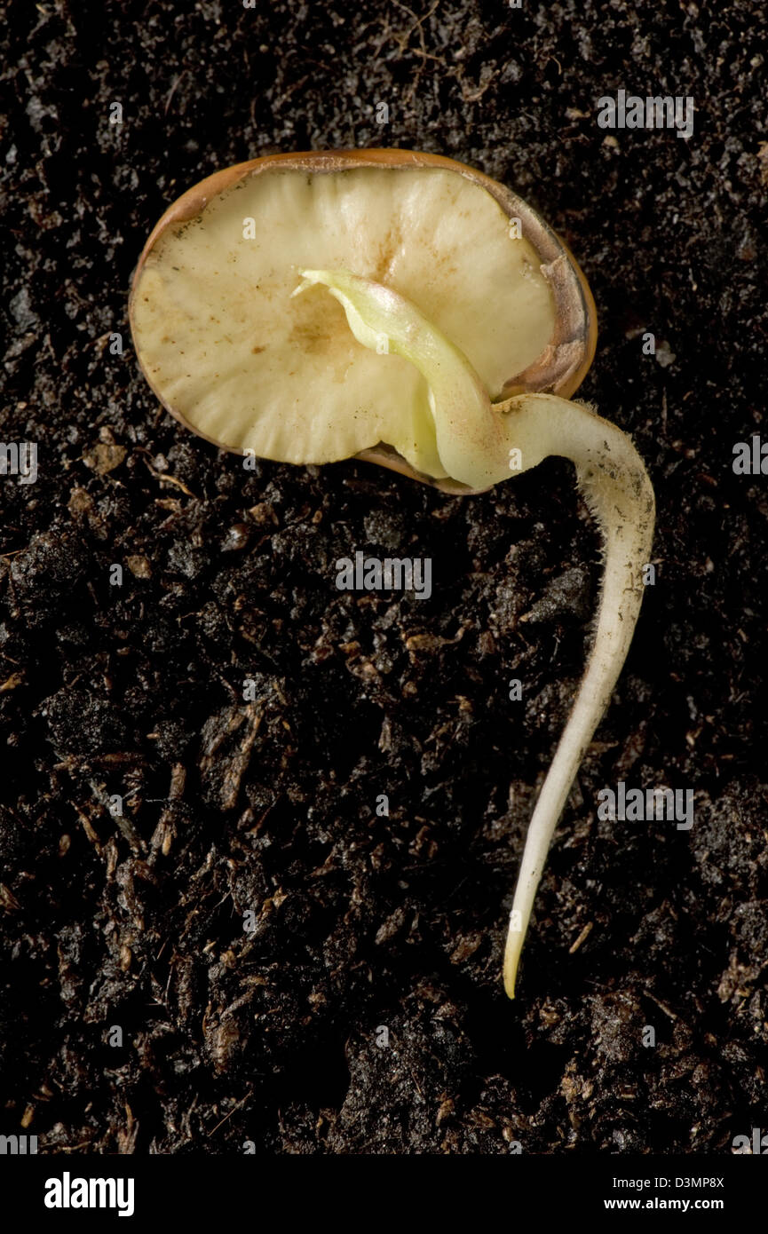 Eine Bohne Samen Abschnitt, Vicia Faba, Keimen, Keimwurzel und schießen Schwellen- Stockfoto