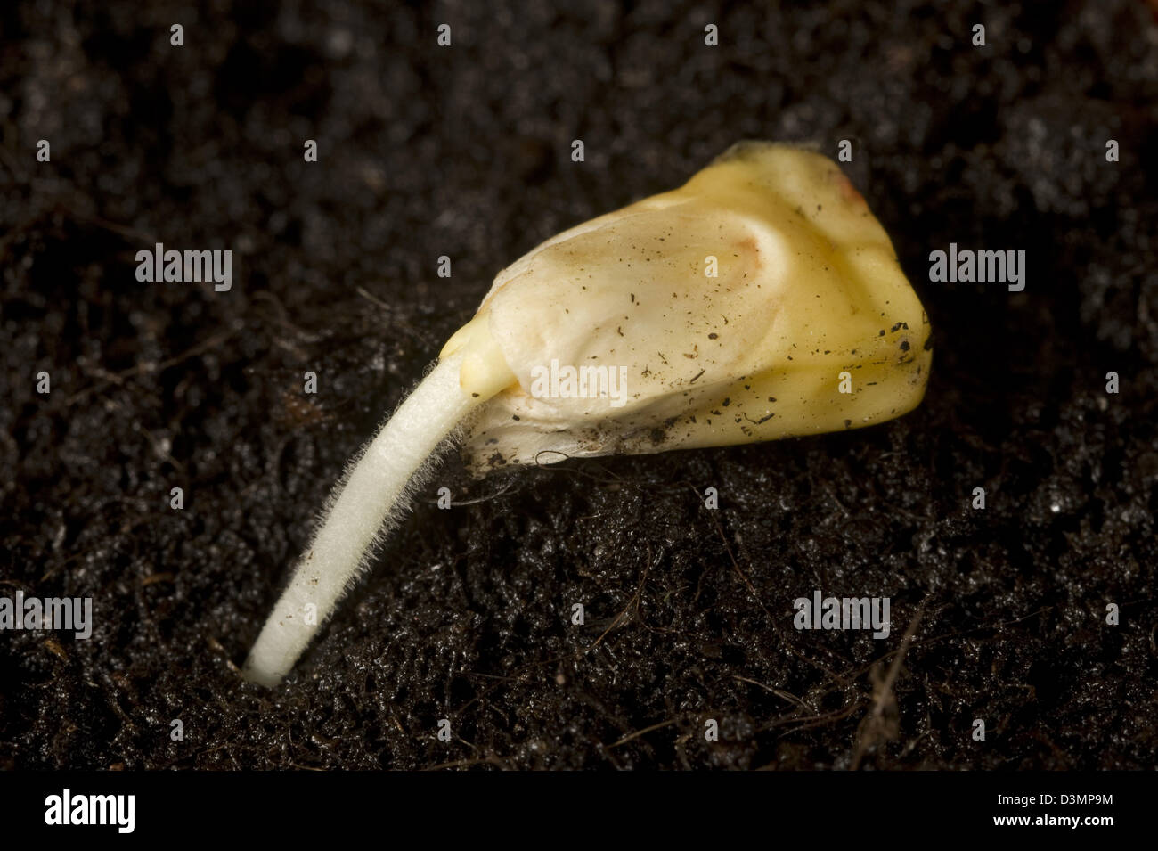 Ein Mais, Mais oder Mais, Zea Mays, Samen keimen mit Wurzel entstehen in Boden Stockfoto