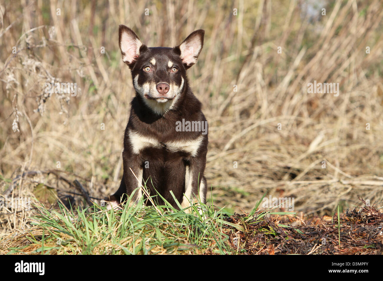 Hund arbeiten Kelpie jung sitzen auf einer Wiese Stockfoto