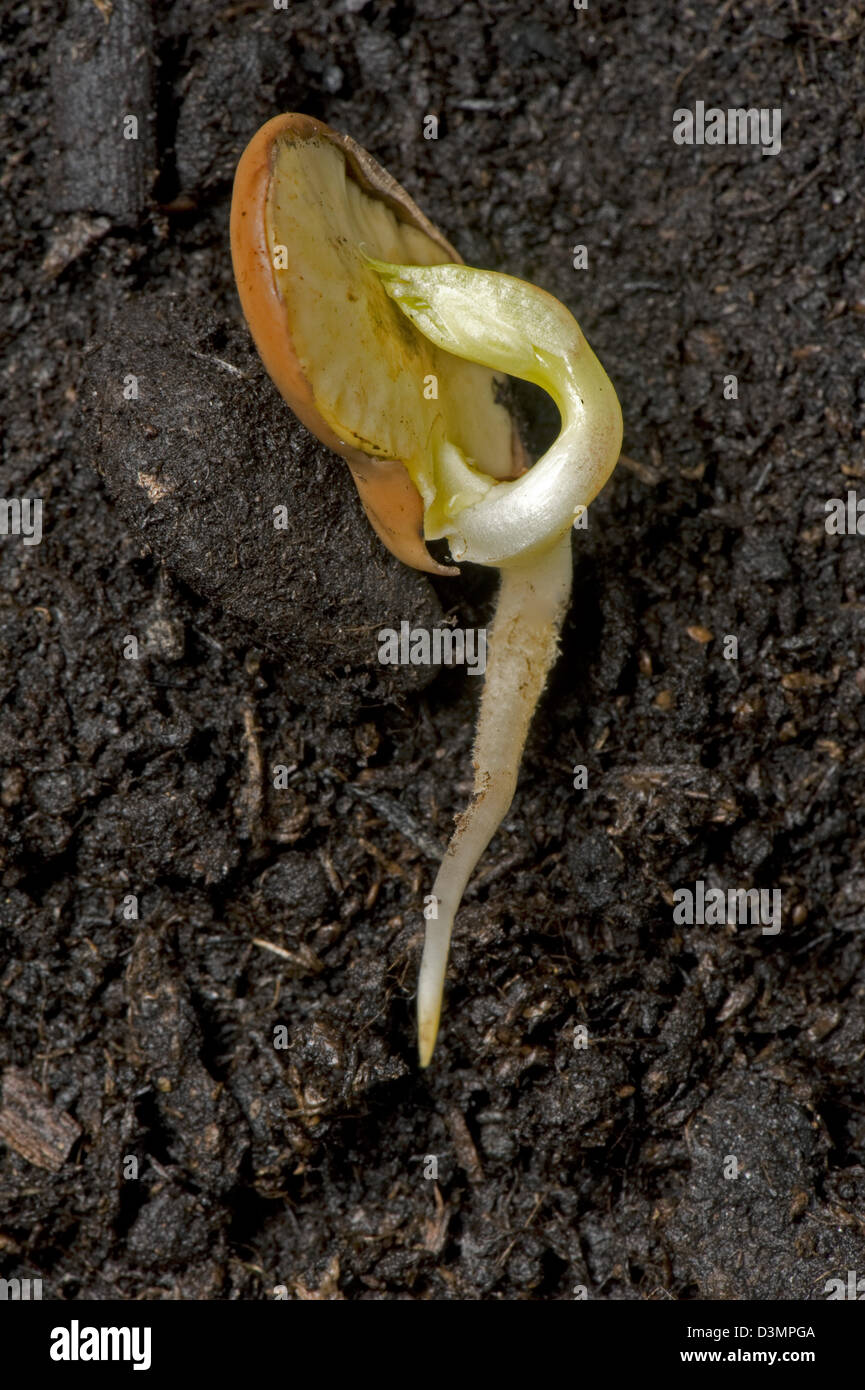 Eine Bohne Samen Abschnitt, Vicia Faba, Keimen, Keimwurzel und schießen Schwellen- Stockfoto