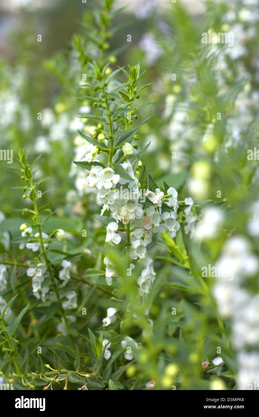 Weißen Blüten Betten in schönen, grünen Garten. Stockfoto