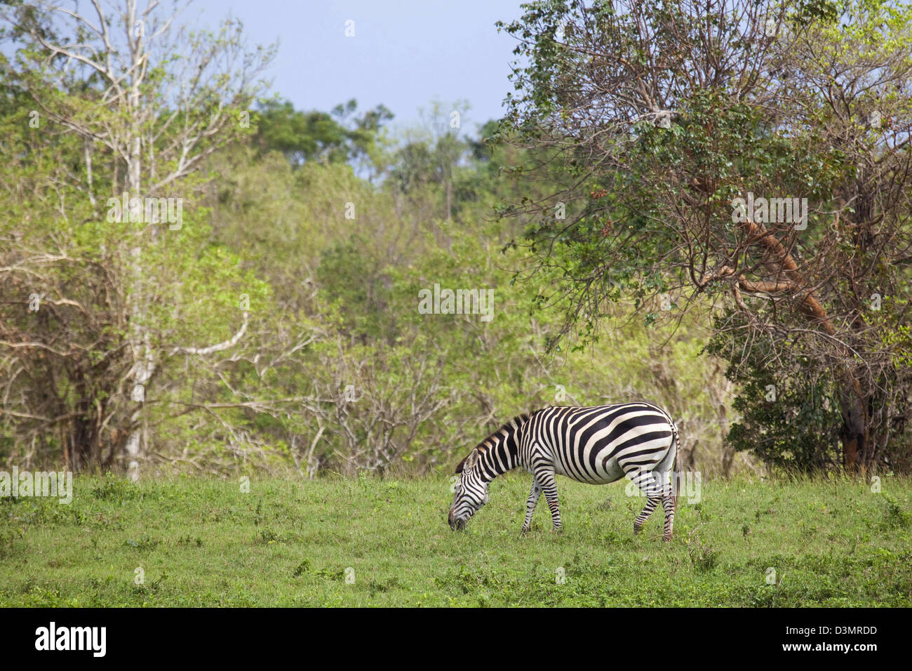 Ebenen Zebra (Equus Quagga / Equus Burchelli) Weiden auf der Insel Cayo Saetia / Cayo Sae-Tia, Kuba, Caribbean Stockfoto