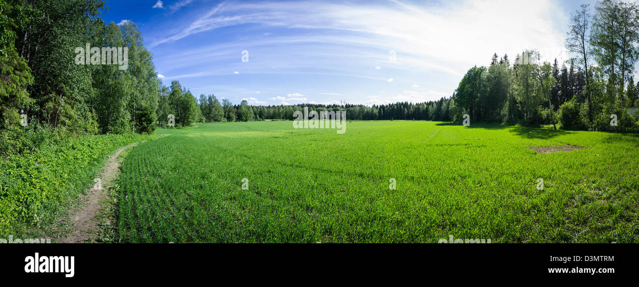 Panoramablick auf einer Sommerwiese in Finnland Stockfoto