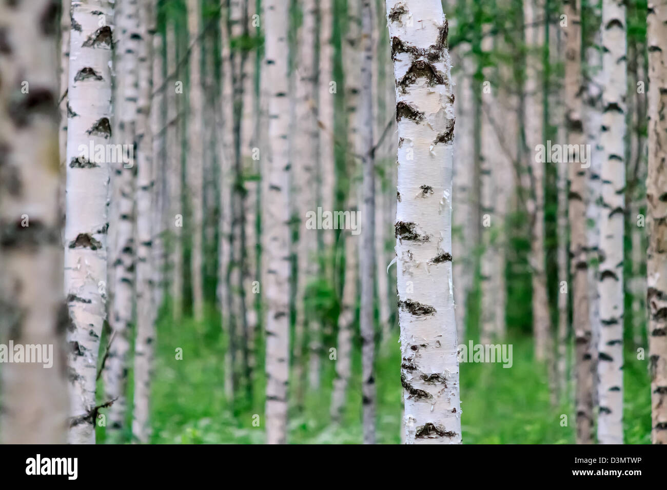 Nahaufnahme von einem Birkenholz im Sommer in Finnland Stockfoto