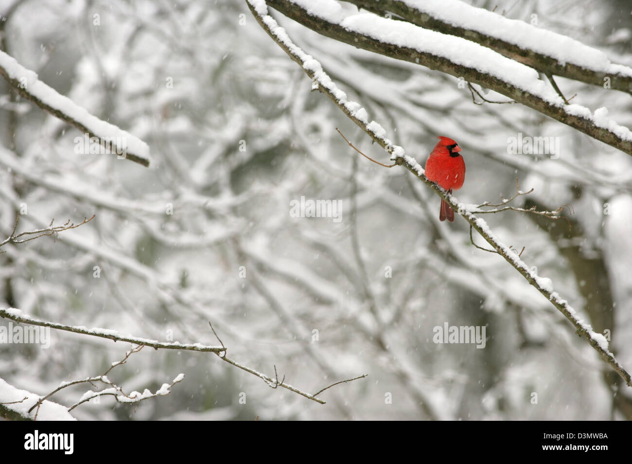 Nördlicher Kardinal Sitzend im Schneebaum Vogel Vögel singvögel Vogelkunde Vogelkunde Wissenschaft Natur Tierwelt Umwelt Stockfoto