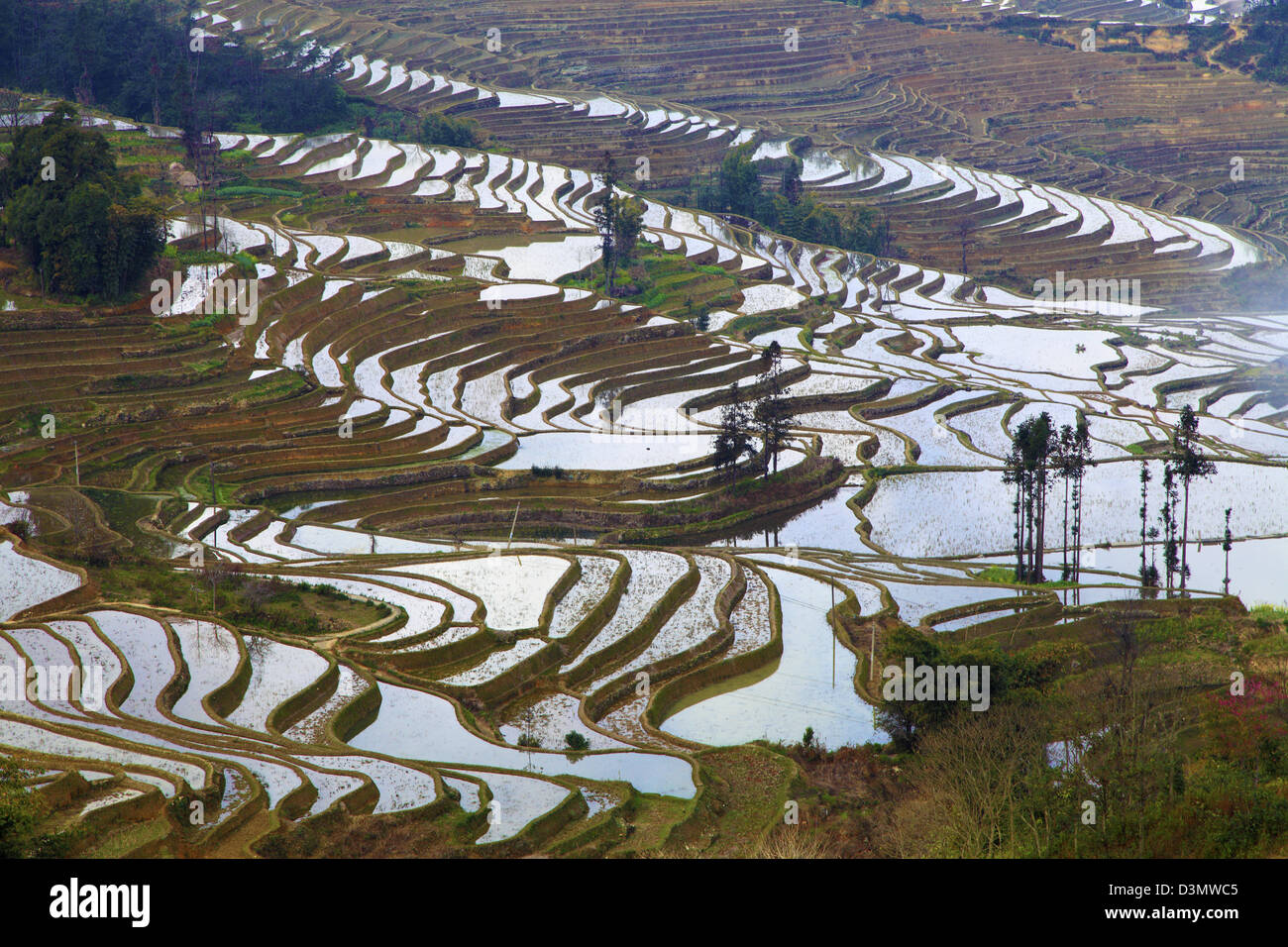 China, Yunnan, Yuanyang, Reisterrassen, Stockfoto