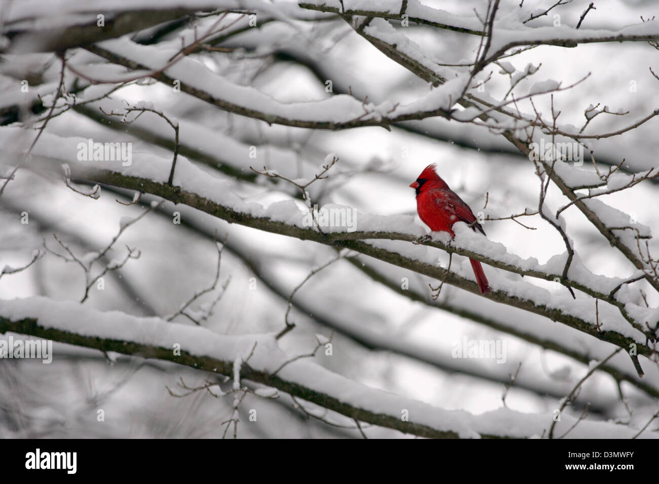 Nordkardinal Sitzend im Baum mit Schneevögeln singvögel Vogelgesang Vogelkunde Wissenschaft Natur Tierwelt Umwelt Stockfoto