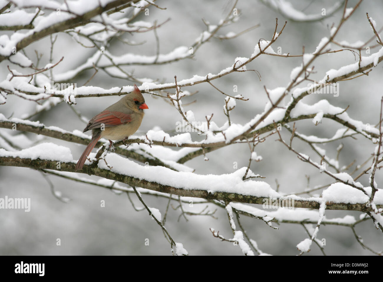 Weiblicher Nordkardinist, der im Baum mit Schneevogelvögeln singvögel Vogelkunde Vogelkunde Wissenschaft Natur Tierwelt Umwelt Stockfoto