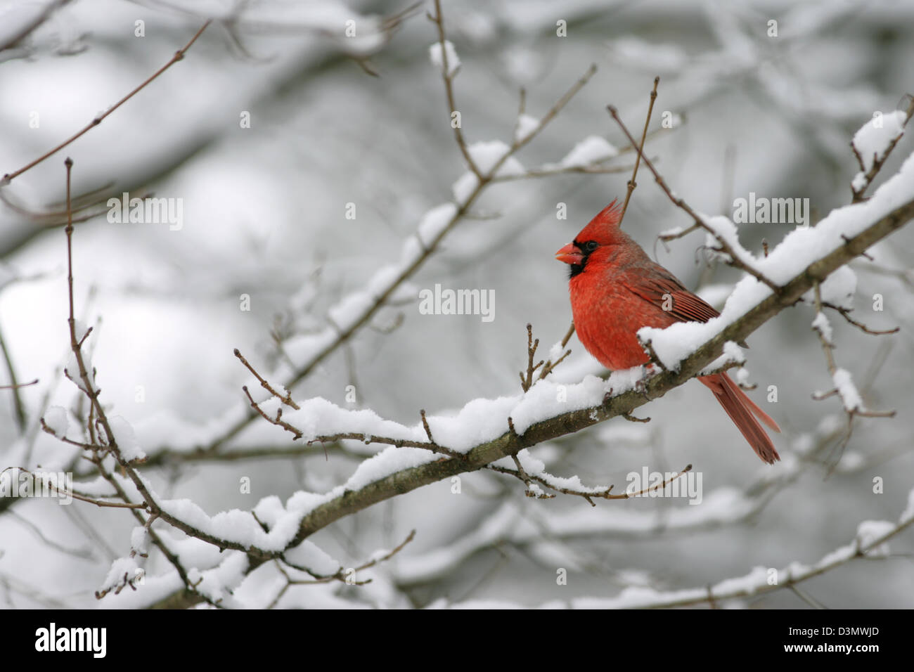 Nordkardinal Sitzend im Baum mit Schneevögeln singvögel Vogelgesang Vogelkunde Wissenschaft Natur Tierwelt Umwelt Stockfoto