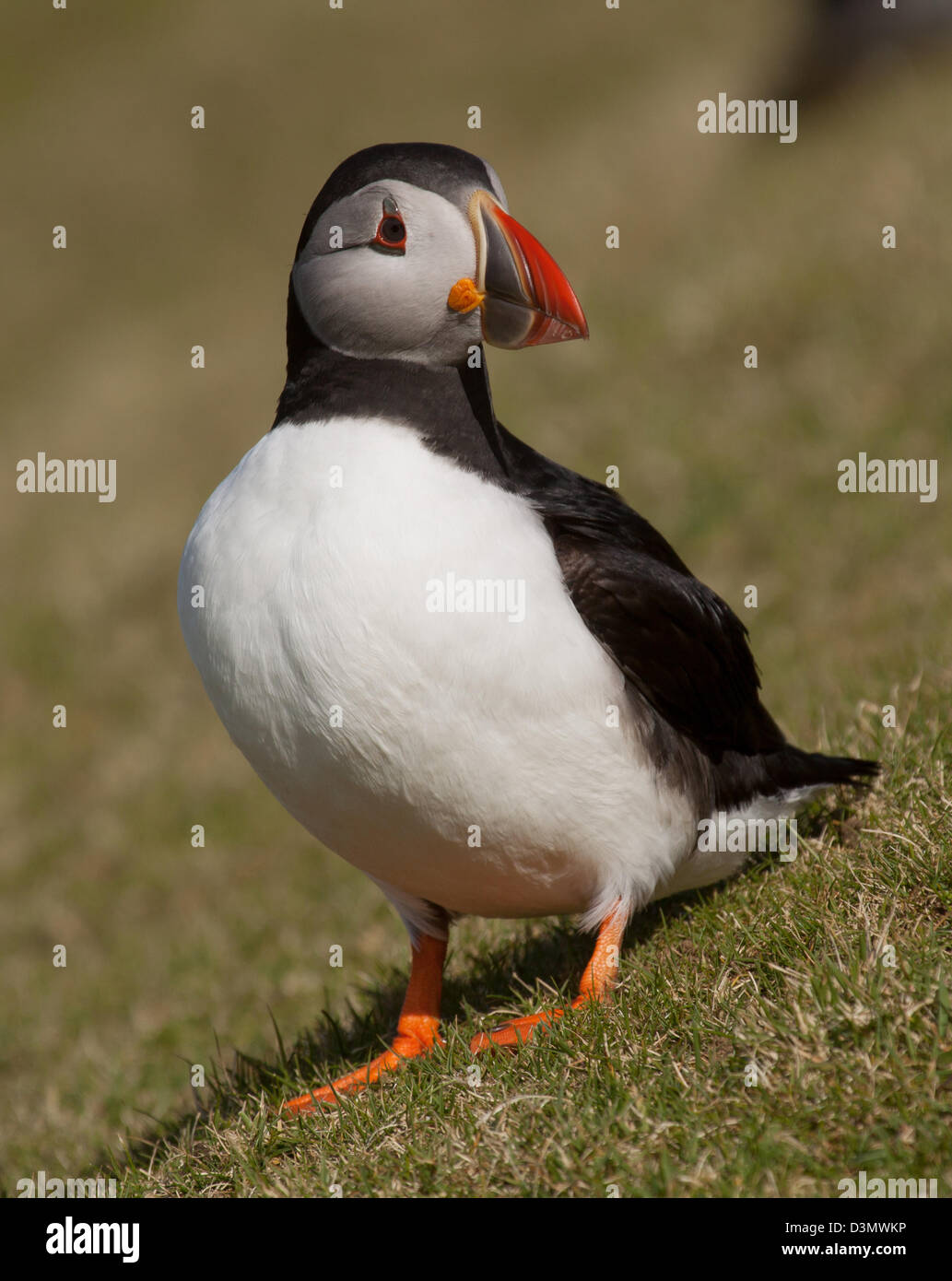 Papageitaucher (Fratercula Arctica) posiert in der Insel Unst, Shetland-Inseln. Stockfoto