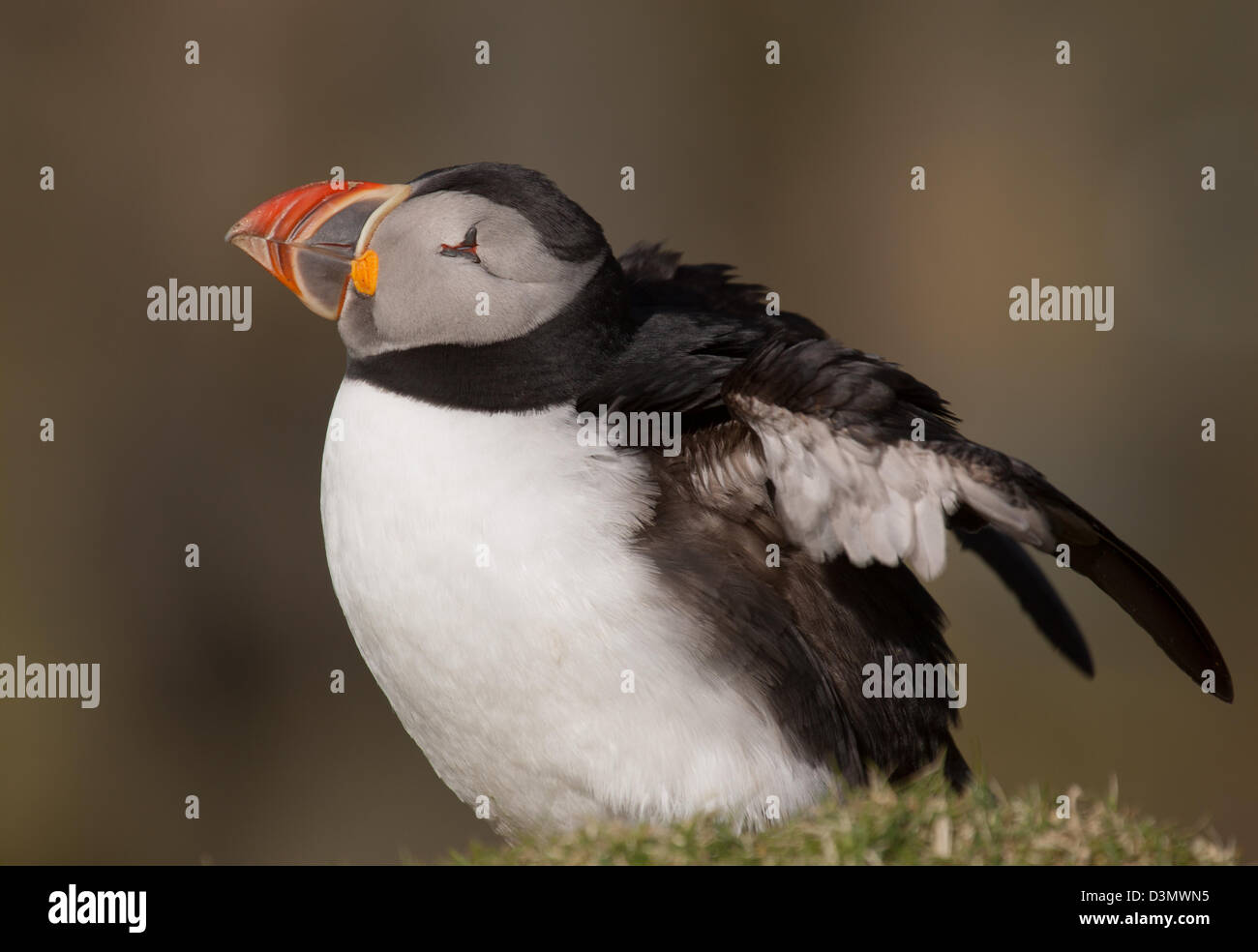 Papageitaucher (Fratercula Arctica) posiert in der Insel Unst, Shetland-Inseln. Stockfoto