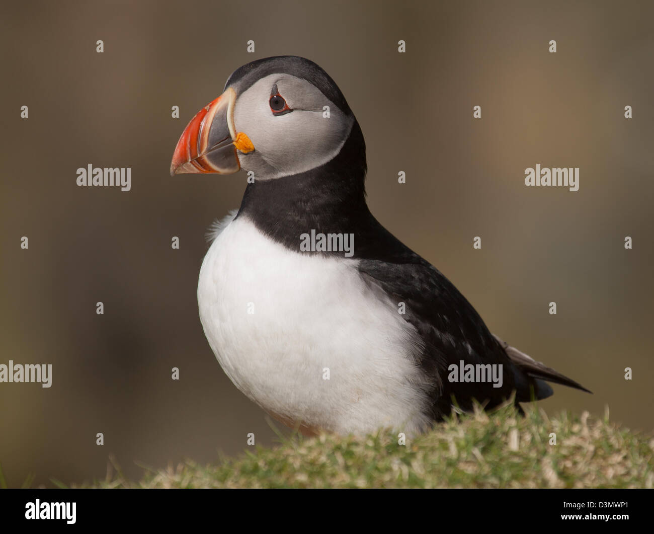 Papageitaucher (Fratercula Arctica) posiert in der Insel Unst, Shetland-Inseln. Stockfoto