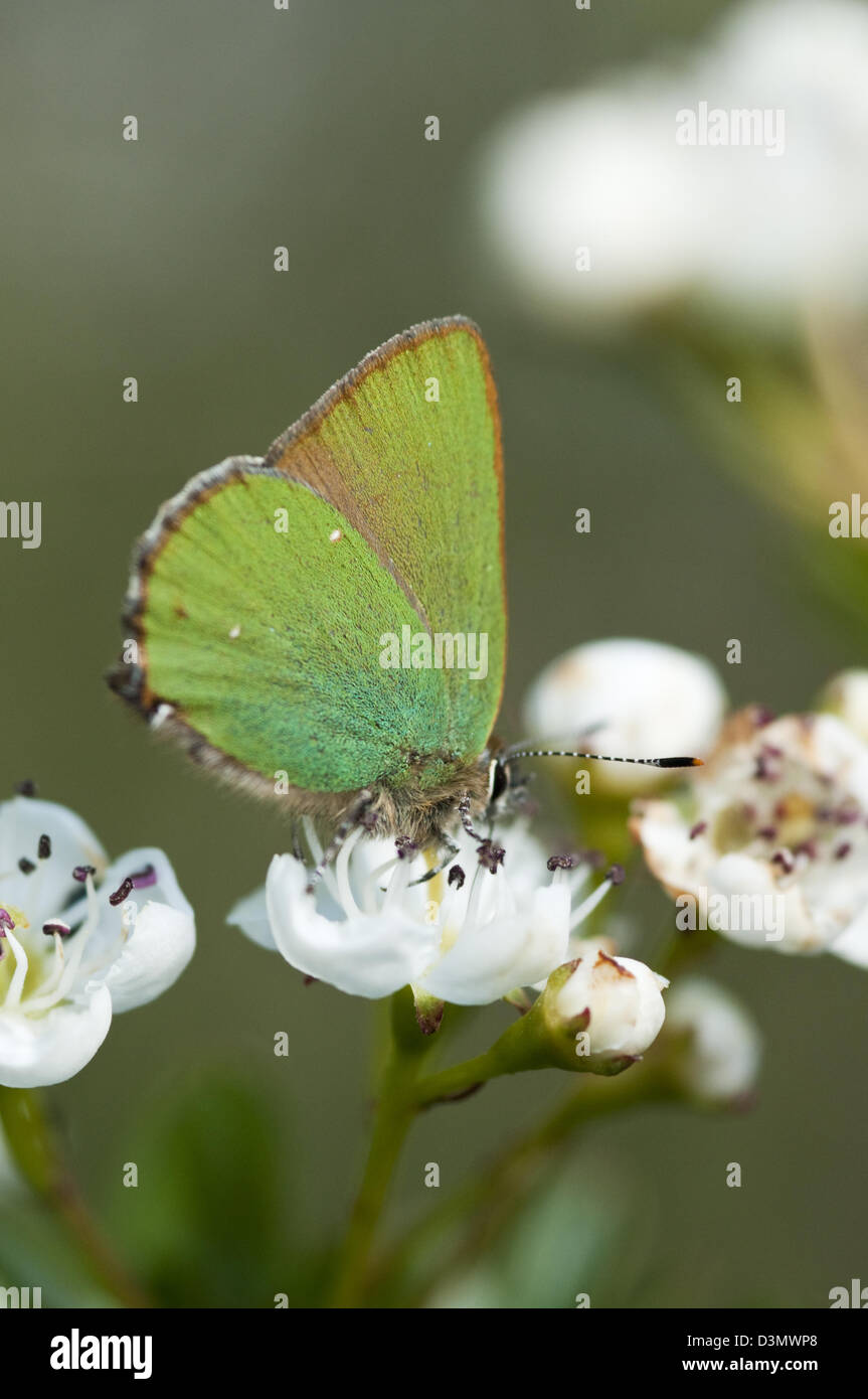 Grüner Zipfelfalter Schmetterling auf Weißdorn Stockfoto
