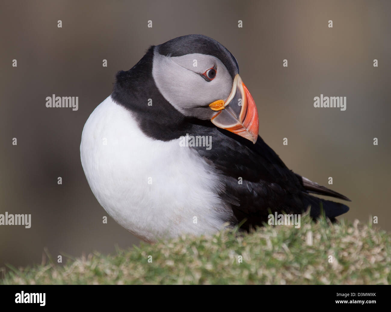 Papageitaucher (Fratercula Arctica) posiert in der Insel Unst, Shetland-Inseln. Stockfoto