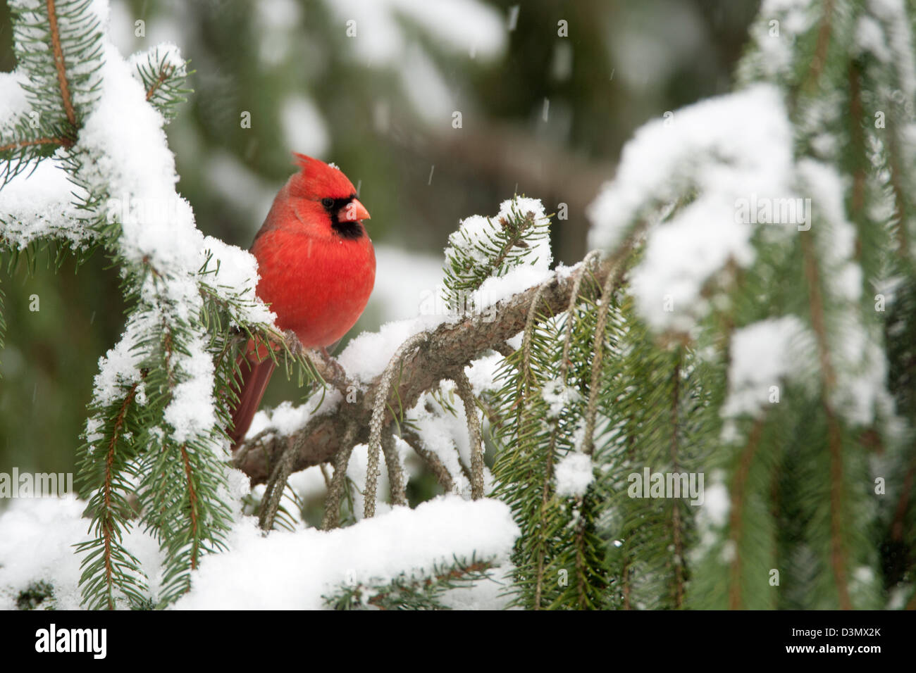 Nordkardinischer Barsch in Fichte mit Schneevögeln singvögel vogelgesang Vogelkunde Wissenschaft Natur Tierwelt Umwelt Stockfoto
