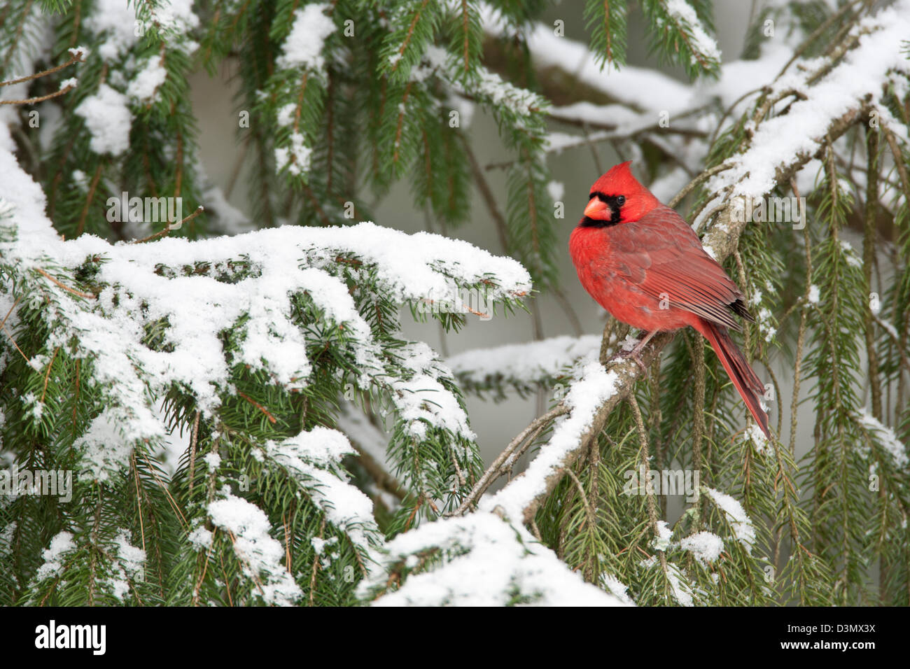 Nordkardinischer Barsch in Fichte mit Schneevögeln singvögel vogelgesang Vogelkunde Wissenschaft Natur Tierwelt Umwelt Stockfoto