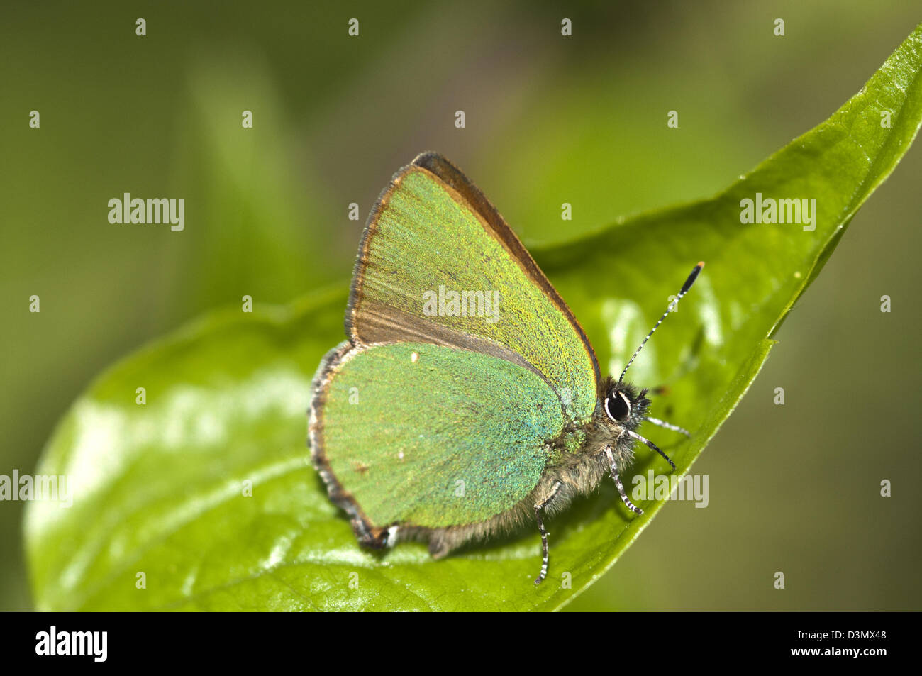 Grüner Zipfelfalter Schmetterling auf Weißdorn Stockfoto