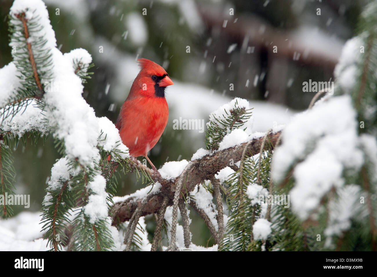 Nordkardinal Barschen in verschneiten Fichte Baumvögel singvögel Vogelgezwitscher Vogelkunde Wissenschaft Natur Tierwelt Umwelt Stockfoto