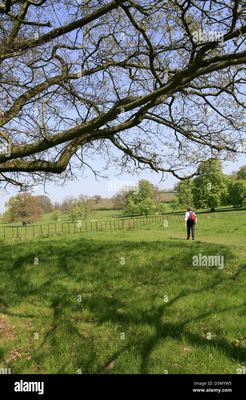 Cotswold Way mit Walker Stanway Gloucestershire England UK Stockfoto