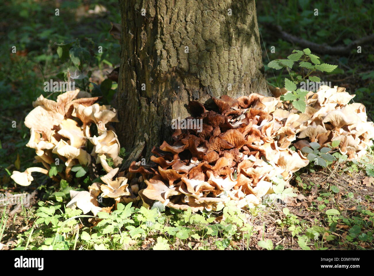 Pilz an der Unterseite eines Baumes Stockfoto
