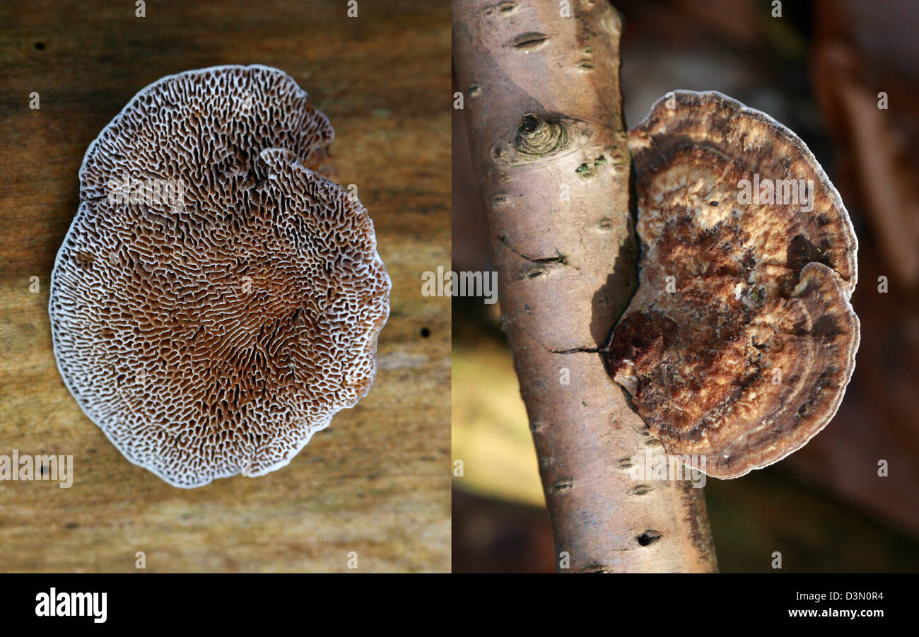 Young erröten Halterung Pilz, Daedaleopsis Confragosa, Polyporaceae. Unterseite (links) zeigt Poren, Oberschale (rechts). Stockfoto