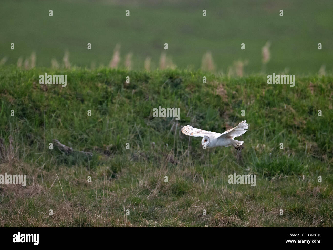 SCHLEIEREULE Tyto Alba Jagd für Nahrung. UK Stockfoto