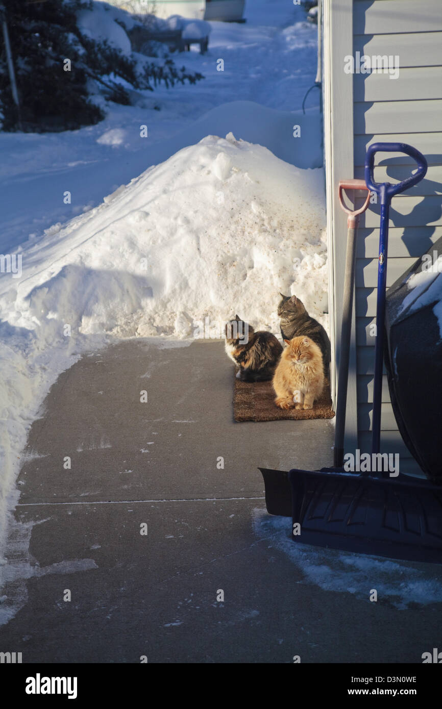 Katzen sitzen in einer warmen Sonnenstrahl während eines kalten Winters. Stockfoto