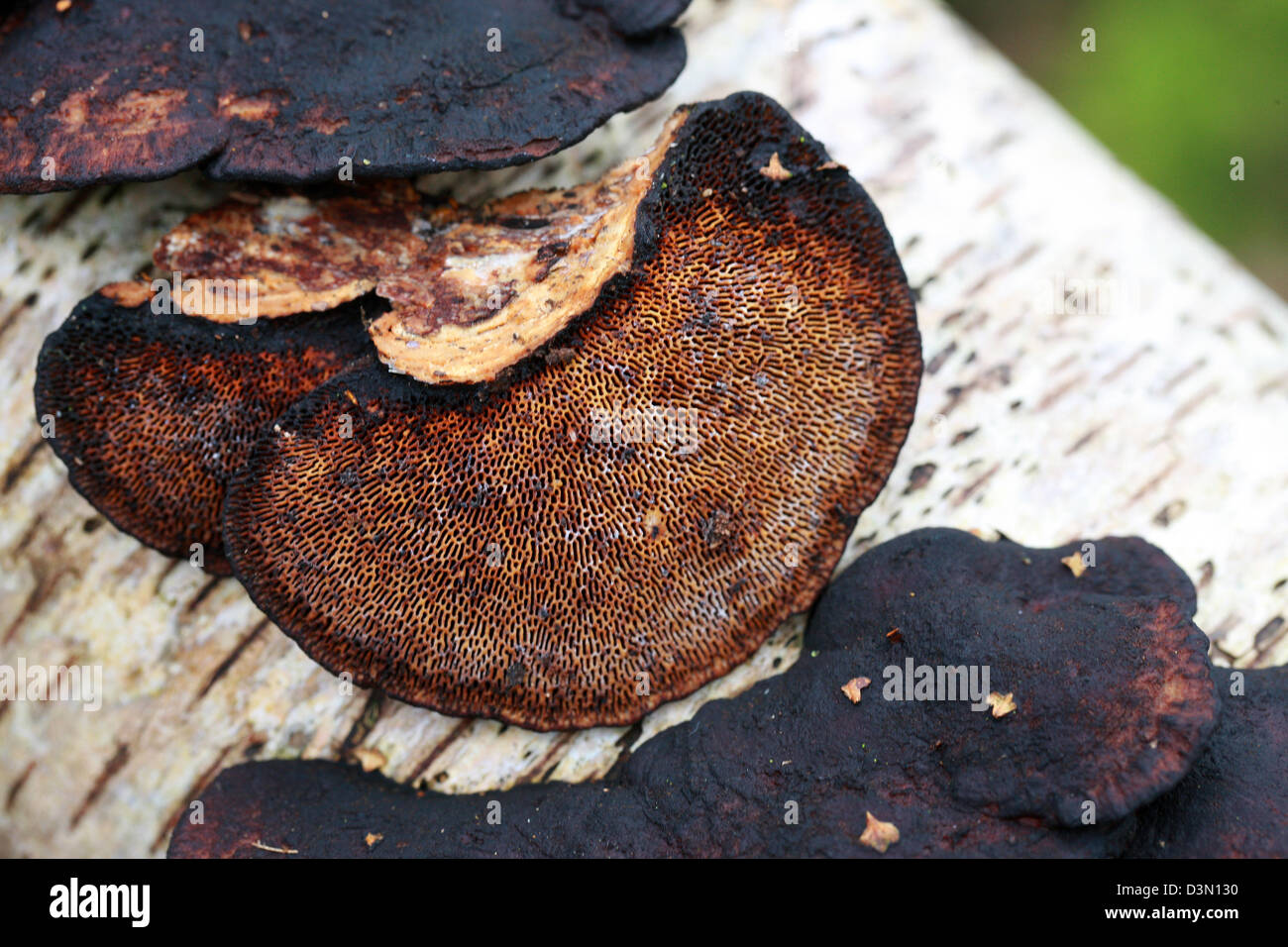 Errötende Halterung Pilz, Daedaleopsis Confragosa, Polyporaceae, auf tote Birke. Porenstruktur zeigen auf Unterseite. Stockfoto